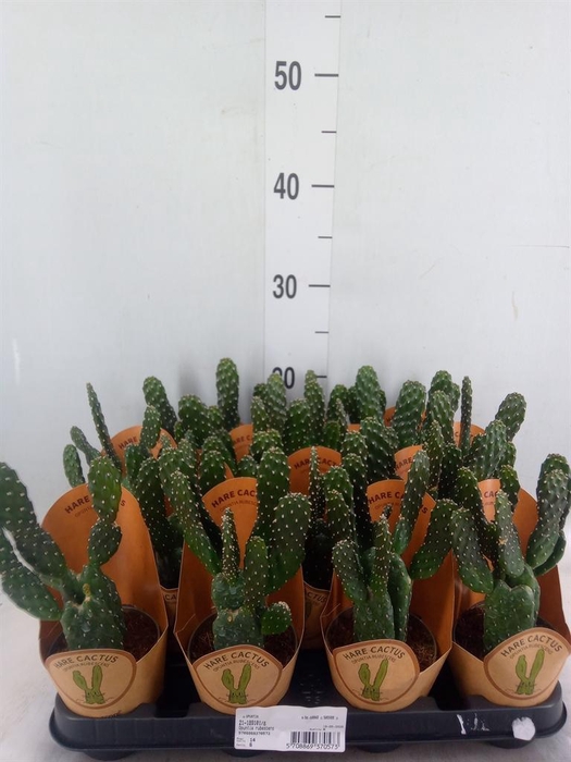 <h4>Opuntia</h4>