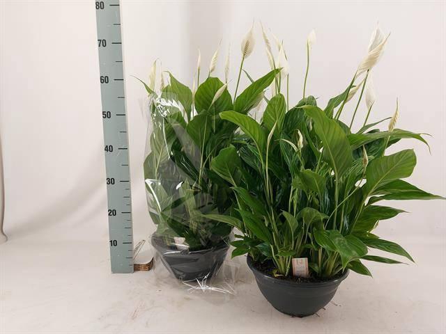 <h4>SPATH CHOPIN</h4>