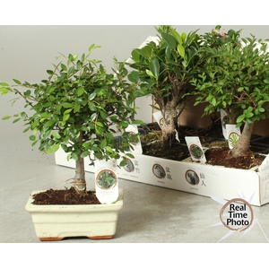 BONSAI GEM