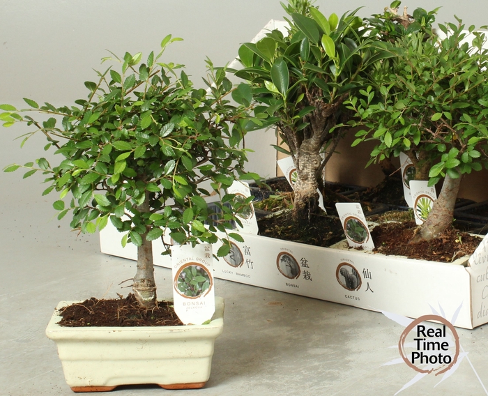 <h4>BONSAI GEM</h4>