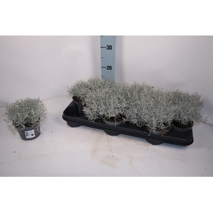LEUCOPH BROWNII