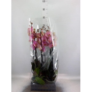 Phalaenopsis  'Jupiter'
