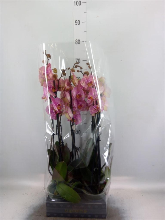 <h4>Phalaenopsis  'Jupiter'</h4>