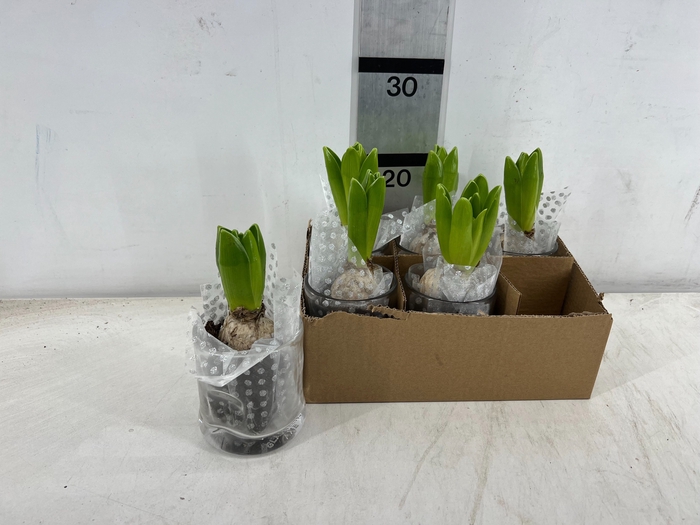 <h4>ARR HYACINTH</h4>