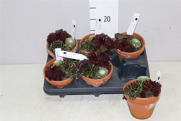 <h4>Sempervivum Gemengd Terracotta</h4>