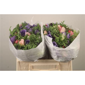Anemone Levante Mixed In Bunch
