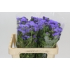 Ageratum Blue Planet