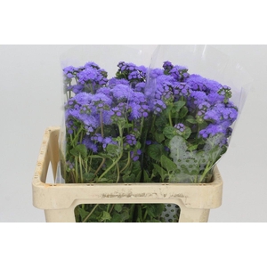 Ageratum Blue Planet