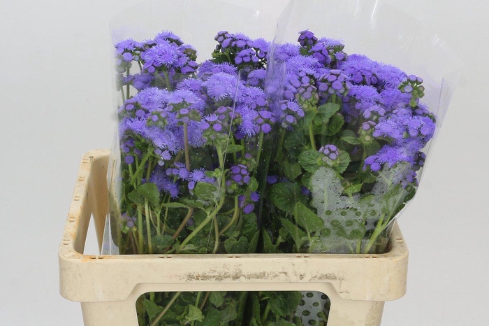 Ageratum Blue Planet