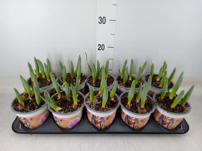 <h4>Tulipa DU 'Foxtrot'</h4>