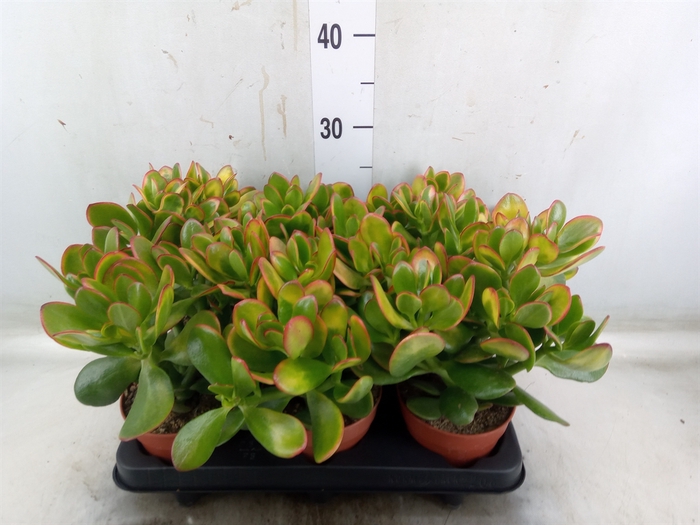 <h4>Crassula ovata 'Sunset'</h4>