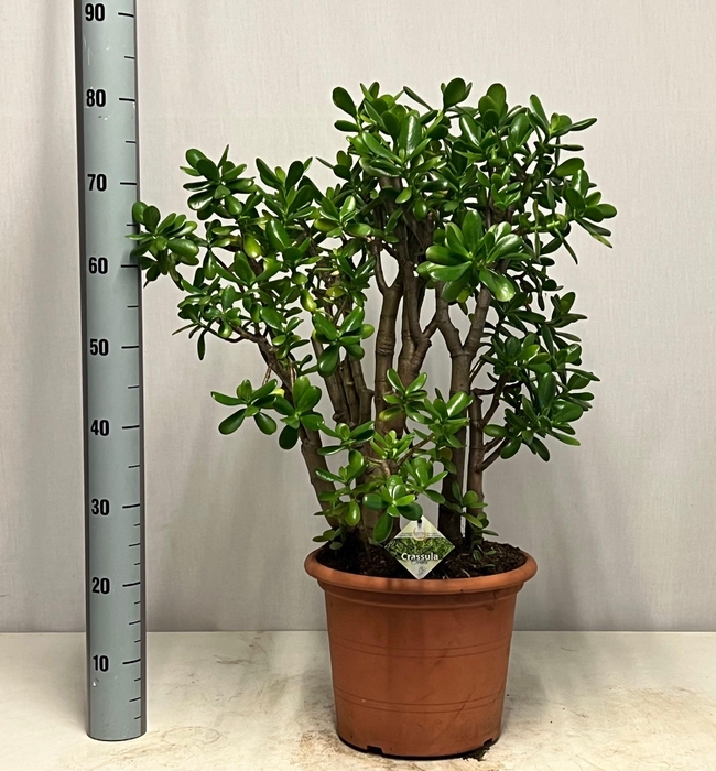 <h4>CRASS OVATA</h4>