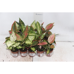 AGLAONEMA VARIADA P06