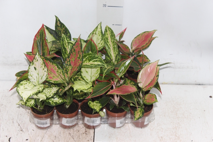 <h4>AGLAONEMA VARIADA P06</h4>