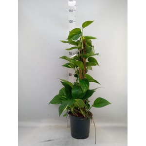 Epipremnum pinn. ...moss stick