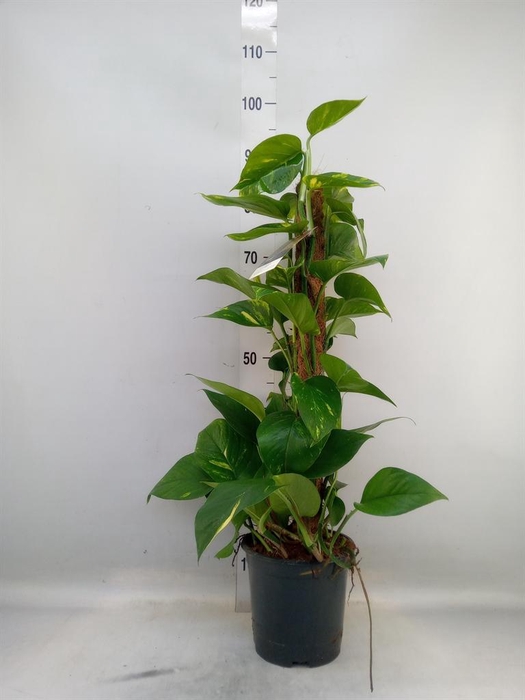 <h4>Epipremnum pinn.   ...moss stick</h4>