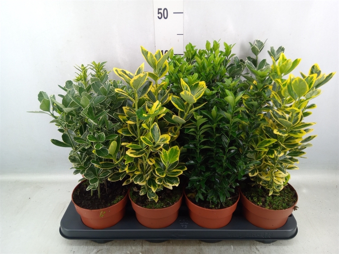 <h4>Euonymus japon.   ...mix</h4>