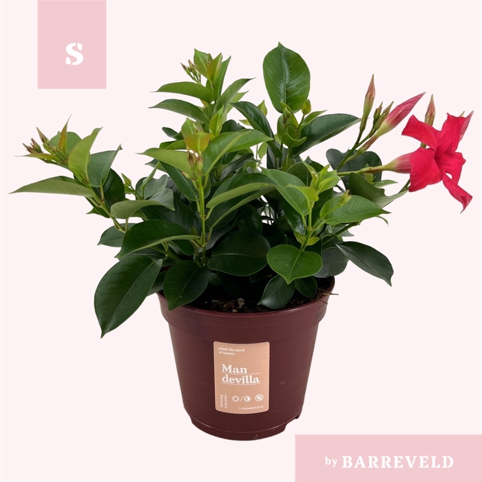 <h4>Mandevilla  'Sundavil Pink'</h4>