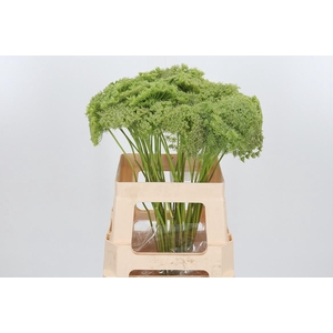 Ammi Majus Visnaga Zaad