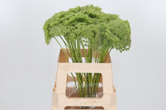 <h4>Ammi Majus Visnaga Zaad</h4>