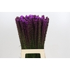 Liatris Callilepis
