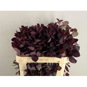 Cotinusblad Royal Purple