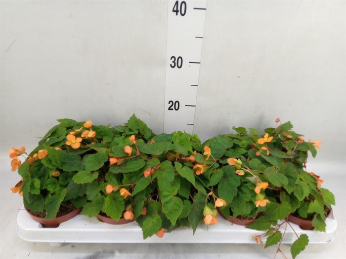 <h4>Begonia   ...</h4>