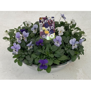 Viola (Cornuta Grp.) gemengd Blauw Wit zink