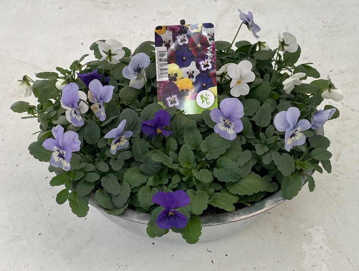 <h4>Viola (Cornuta Grp.) gemengd Blauw Wit zink</h4>