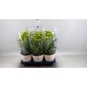 KALANCHOE  'SUNNY WHITE'