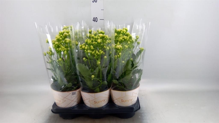 <h4>KALANCHOE 'SUNNY WHITE'</h4>