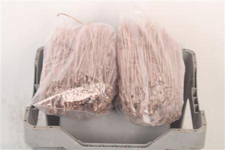 <h4>Pineneedles Champagne Bag</h4>