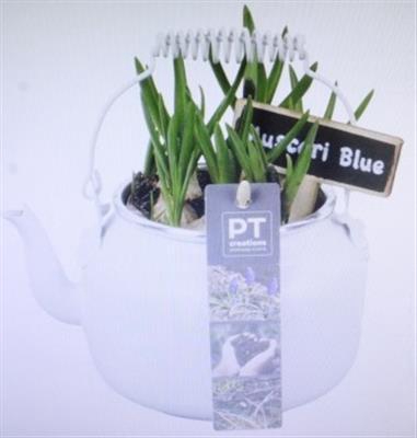 <h4>6145 Musc Theepotje</h4>