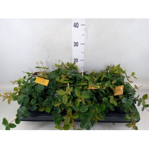 Peperomia  'Rocca Scuro'