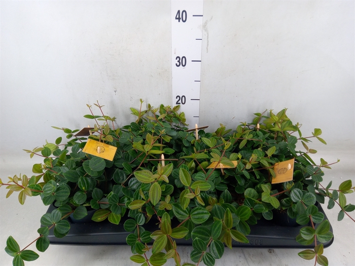 <h4>Peperomia  'Rocca Scuro'</h4>
