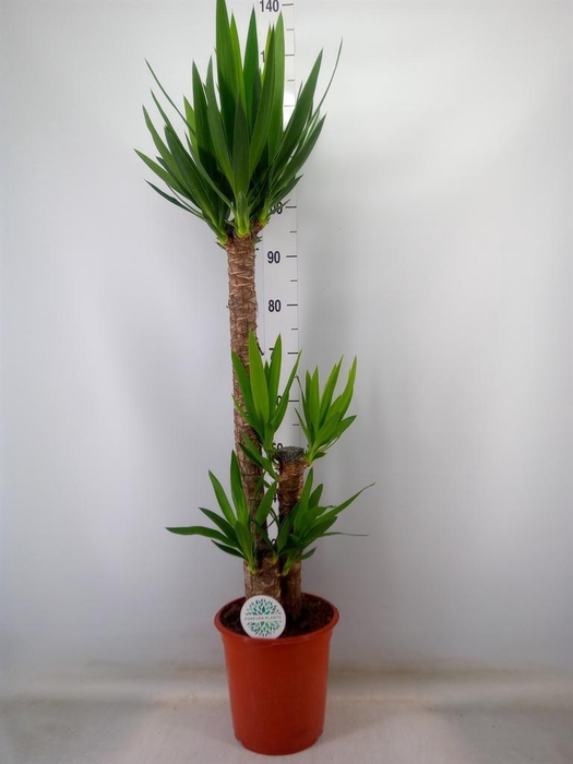 <h4>Yucca   ...</h4>