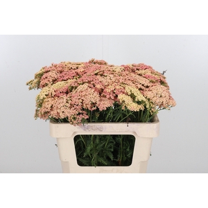 Achillea Lachsschonheit
