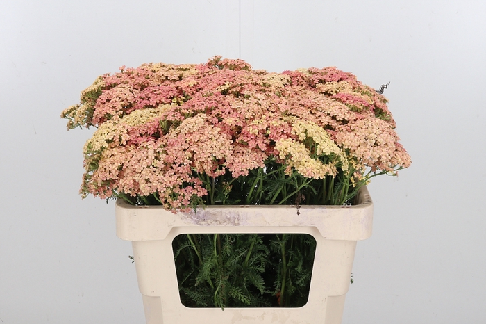 <h4>Achillea Lachsschonheit</h4>