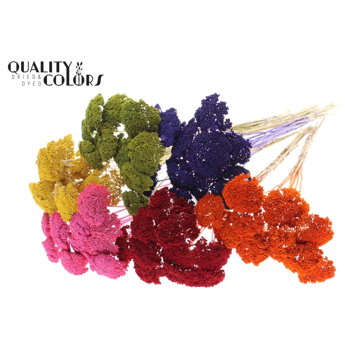 <h4>Achillea 2-4cm per stem Mixed colours</h4>