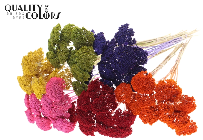 Achillea 2-4cm per stem Mixed colours