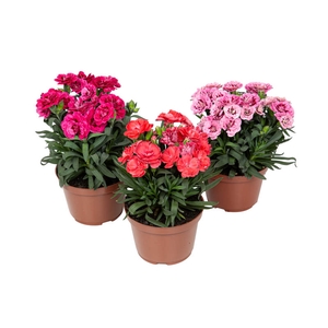 DIANTHUS DOBRADO P11