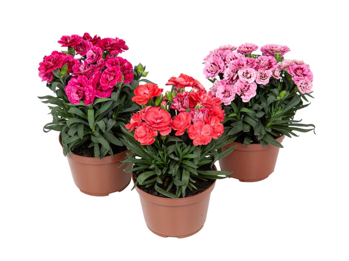 <h4>DIANTHUS DOBRADO P11</h4>