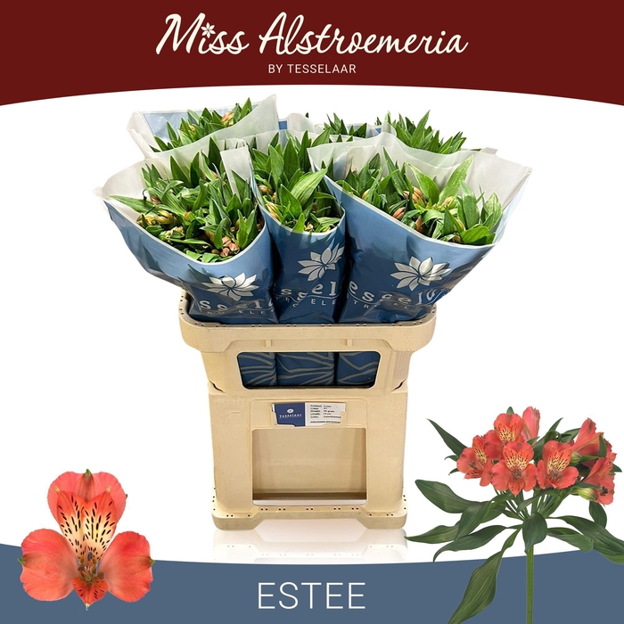 <h4>ALSTR ESTEE</h4>
