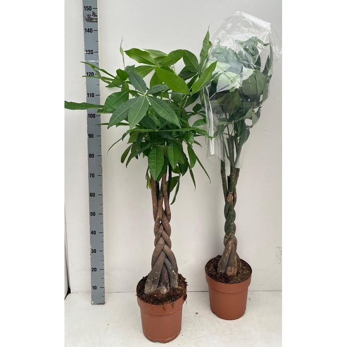 <h4>PACHIRA AQUATICA</h4>