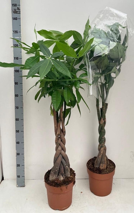 PACHIRA AQUATICA