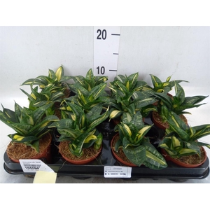 Sansevieria trifa. 'Hahnii'