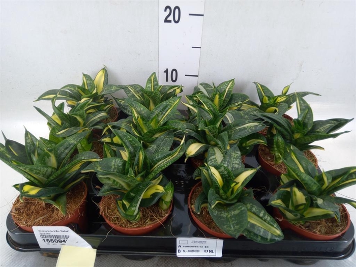 <h4>Sansevieria trifa. 'Hahnii'</h4>