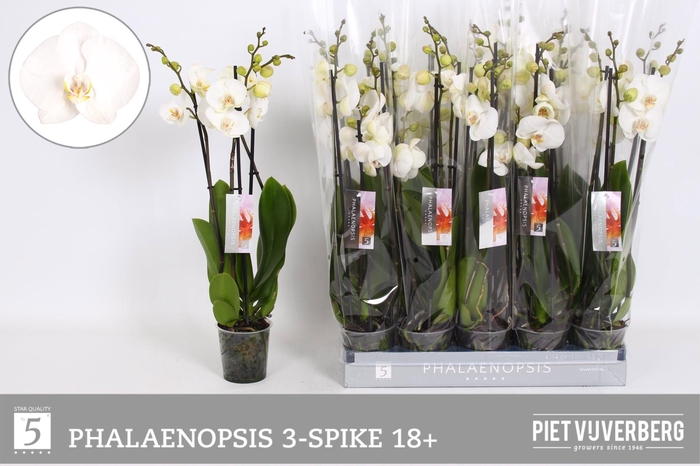 <h4>PHAL OV WIT</h4>