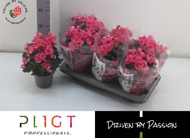 <h4>BEG HL ADONIA PINK</h4>