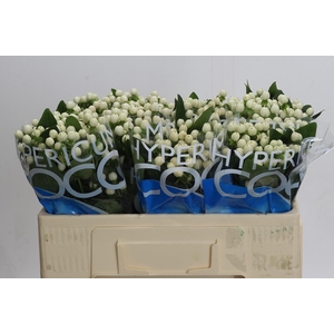 Hypericum Coco Uno